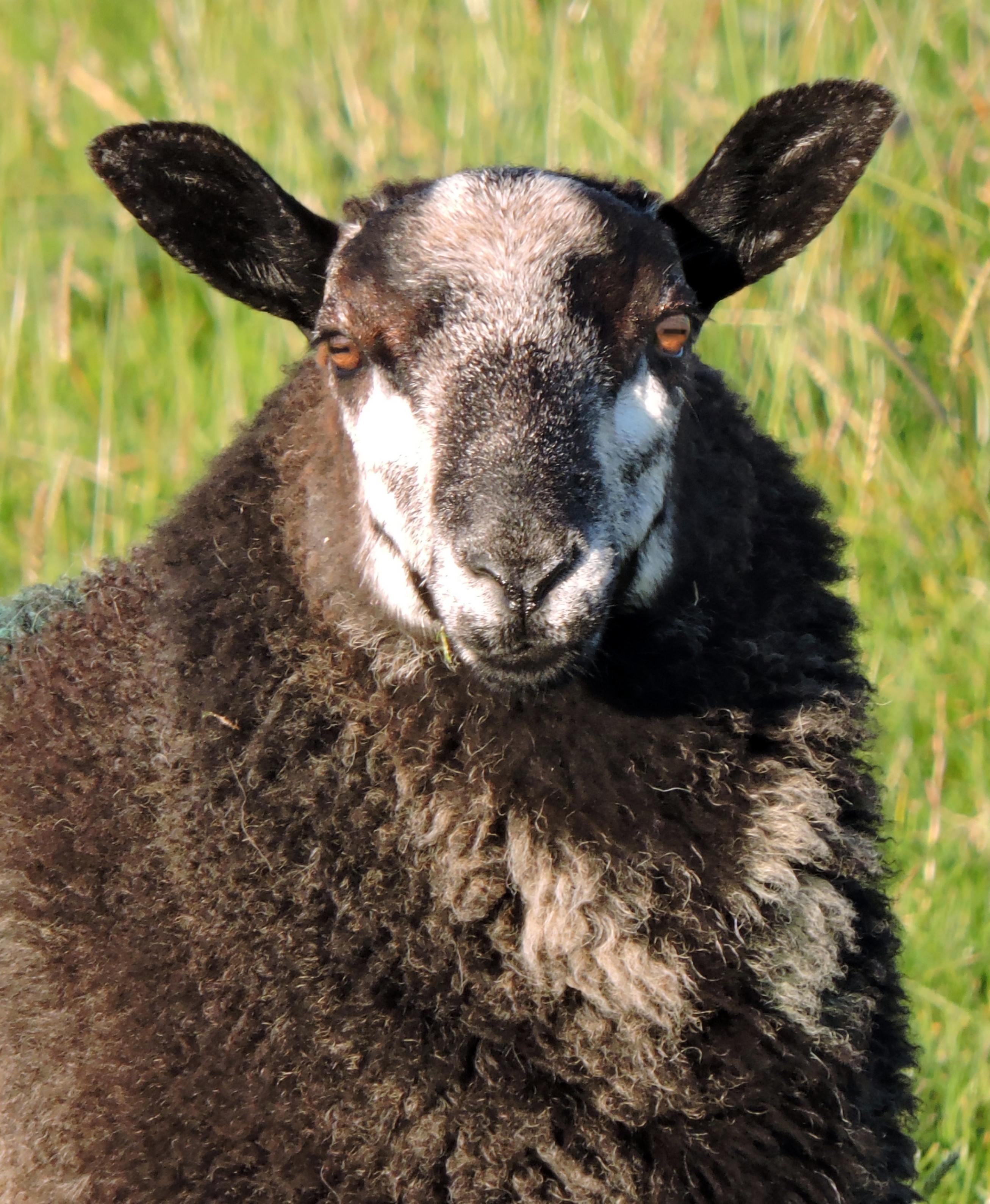 SHAGGY SHEEP Bill Bagley Photography